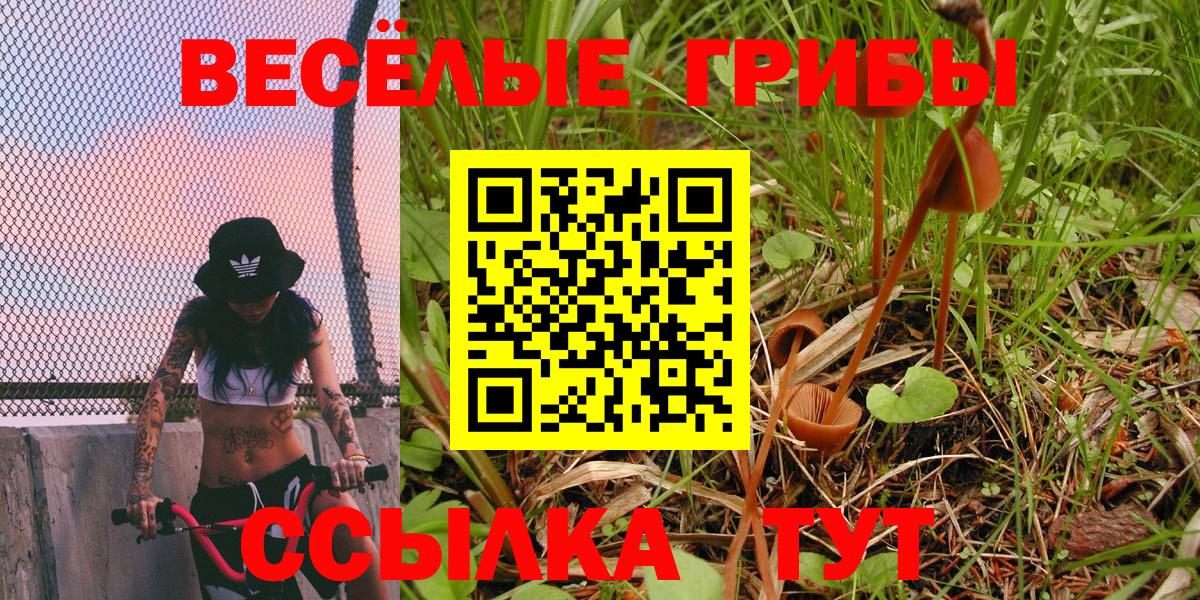 Псилоцибиновые грибы Cubensis  продажа наркотиков  Сердобск  Вход с VPN  Псилоцибиновые грибы Psilocybe 